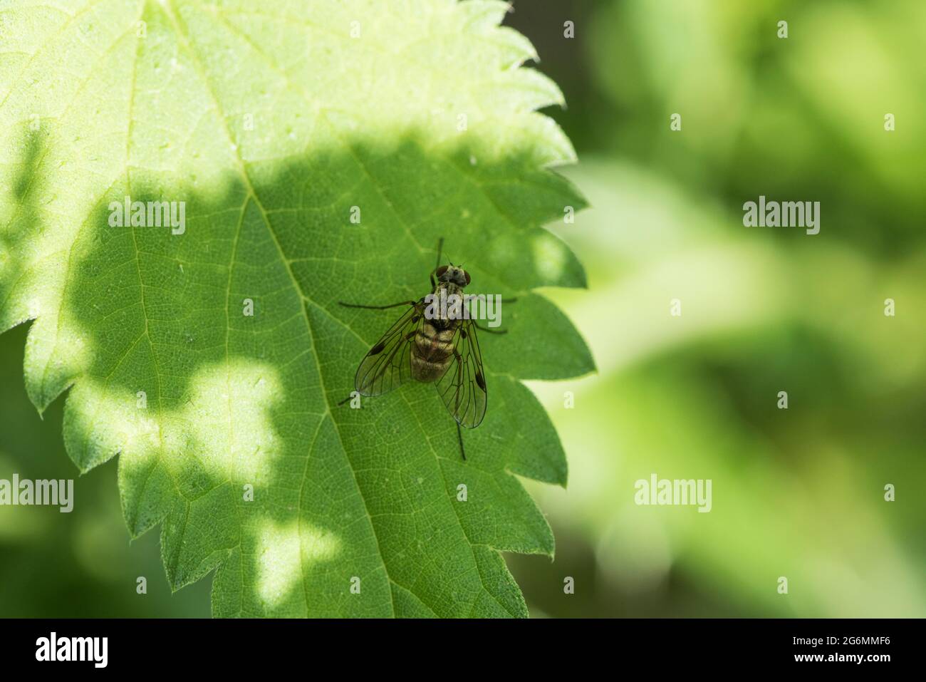 Black snipe fly hi-res stock photography and images - Alamy