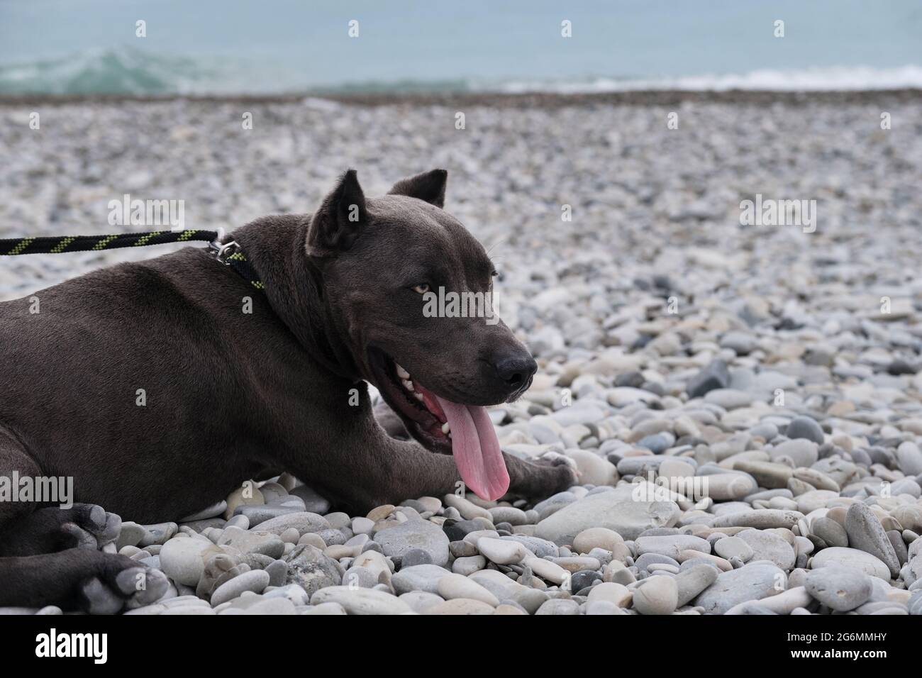 Portrait of American pit bull terrier in profile against sea.. Beautiful family and friendly dog breed. Dangerous dog is stereotype. Blue pit bull pup Stock Photo