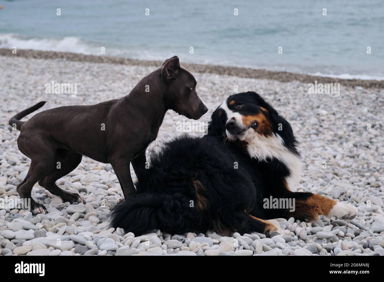 Bernese pitbull best sale