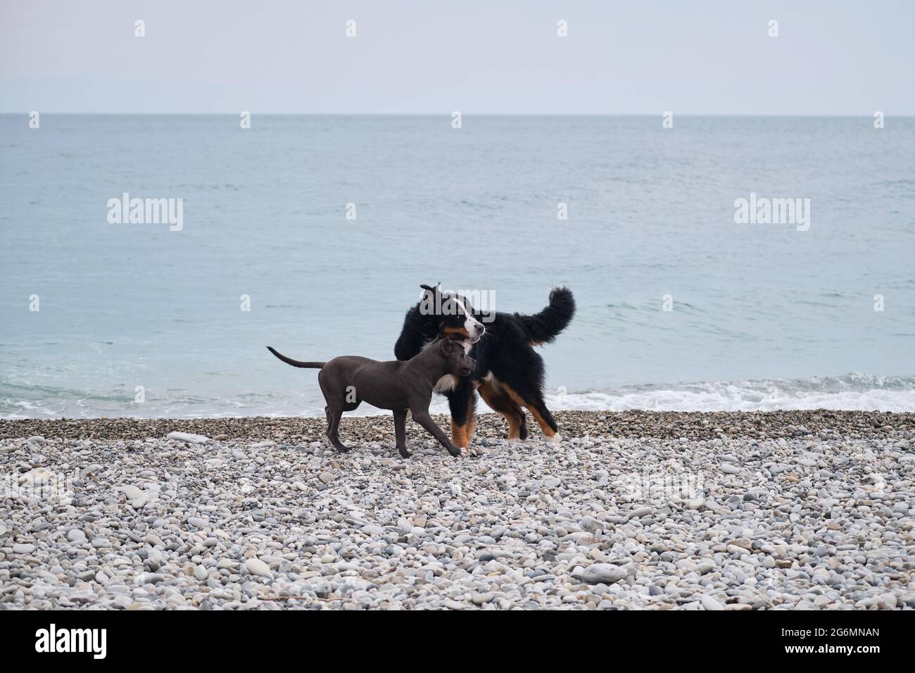 Puppy of American pit bull terrier of blue color plays with large Bernese Mountain Dog on pebble beach on coast. Two charming friendly family dog bree Stock Photo