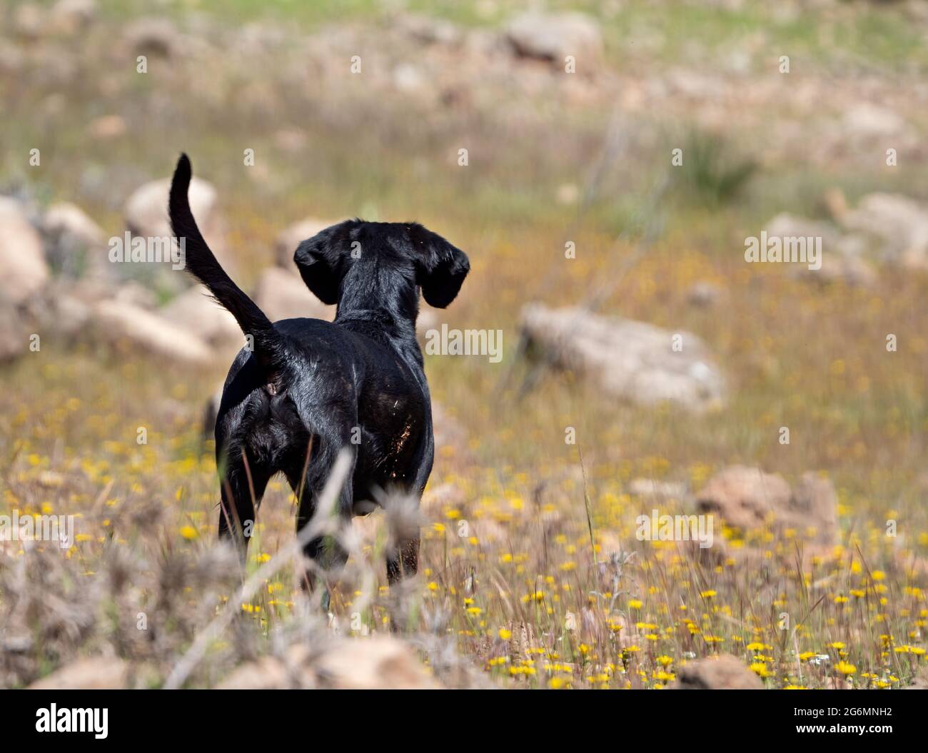 Black dog on his back on a sunny day. Stock Photo