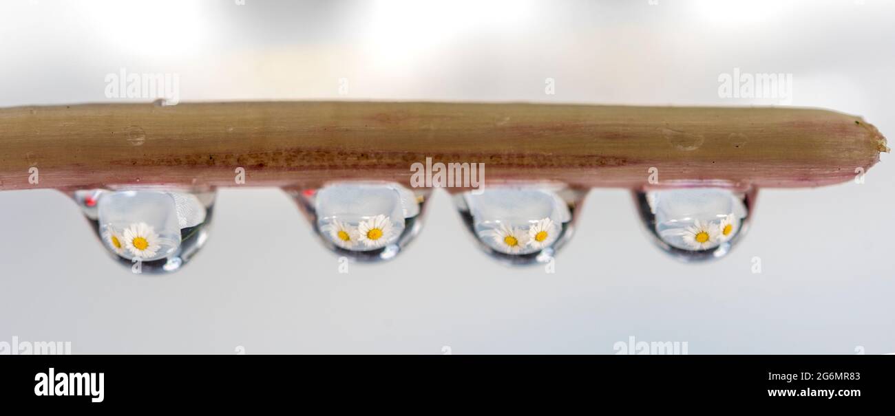 Water droplets with daisies reflected in the water droplets. Stock Photo