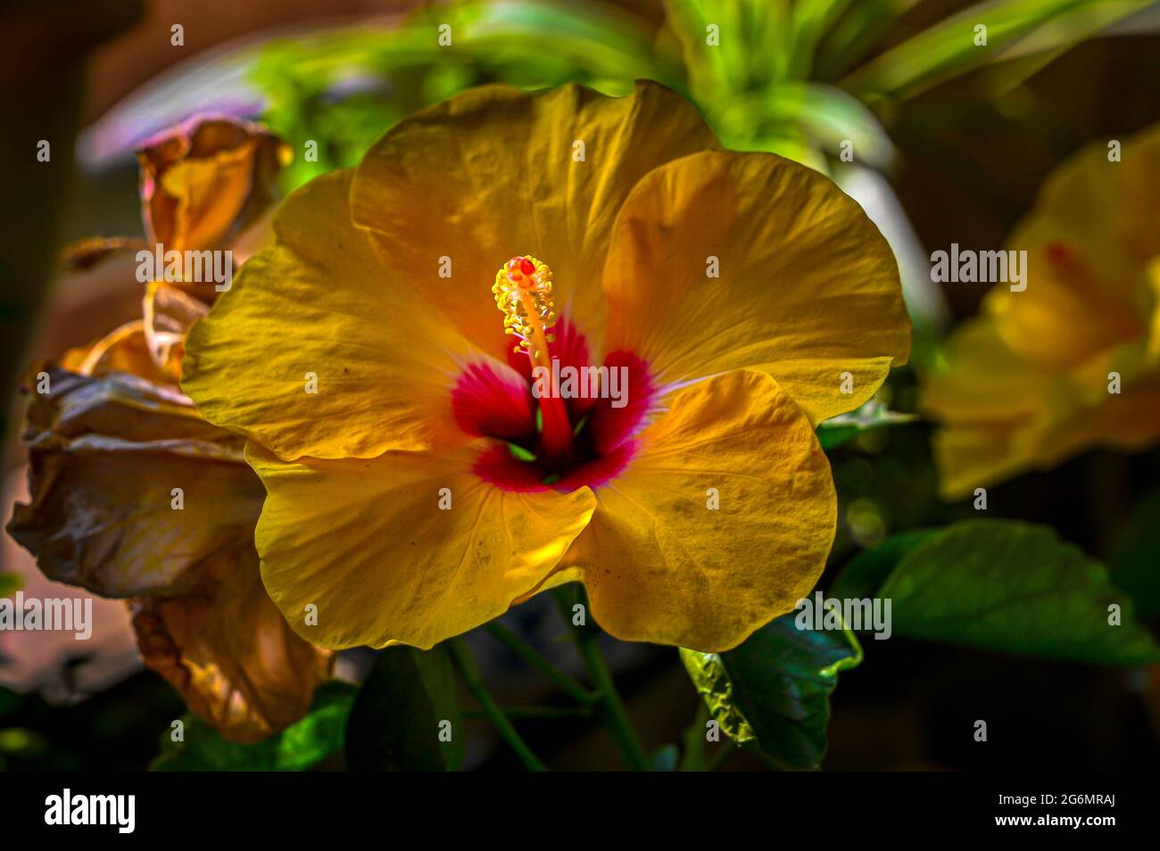 Yellow Hibiscus in bloom Stock Photo