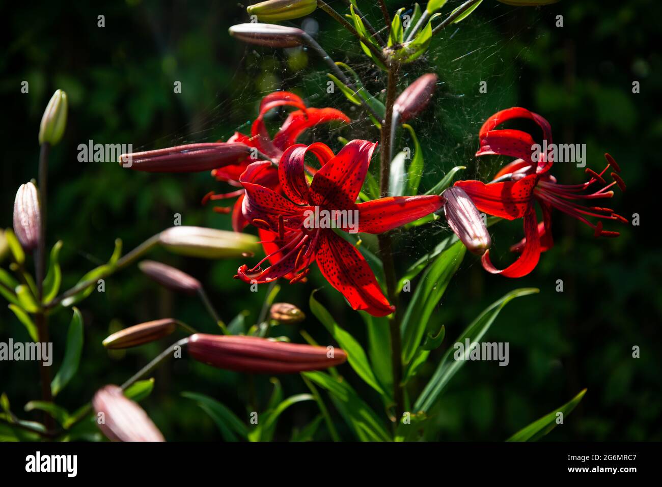 Red lilies bloom in the garden. Close-up of red lilies wrapped in a spider web. Stock Photo
