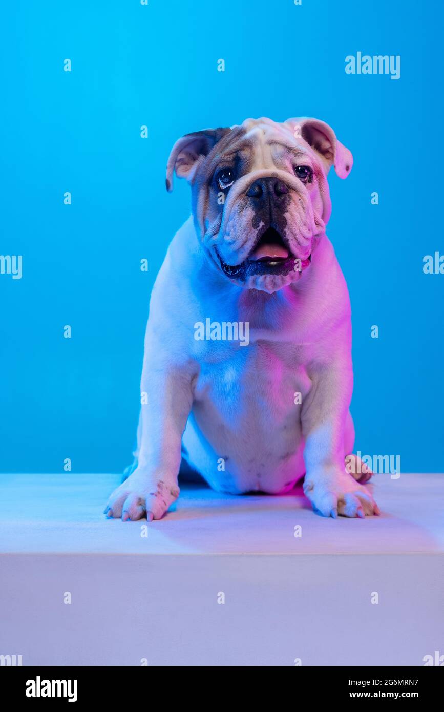 Portrait of purebred dog, english bulldog posing isolated over studio background in neon blue light. Concept of motion, action, pets love, animal life Stock Photo