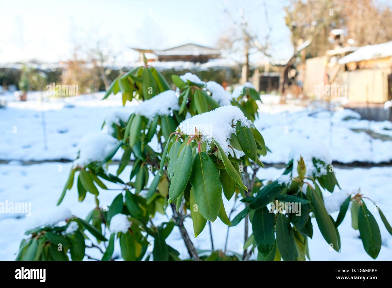 Rhododendron covered with snow in winter daytime Stock Photo