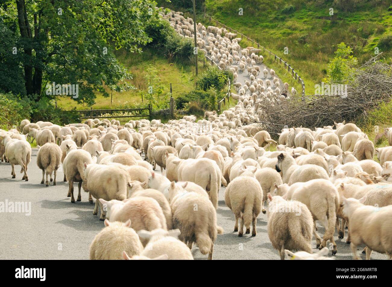 A long flock of sheep being moved along the Llia Valley in the Brecon Beacons in August Stock Photo