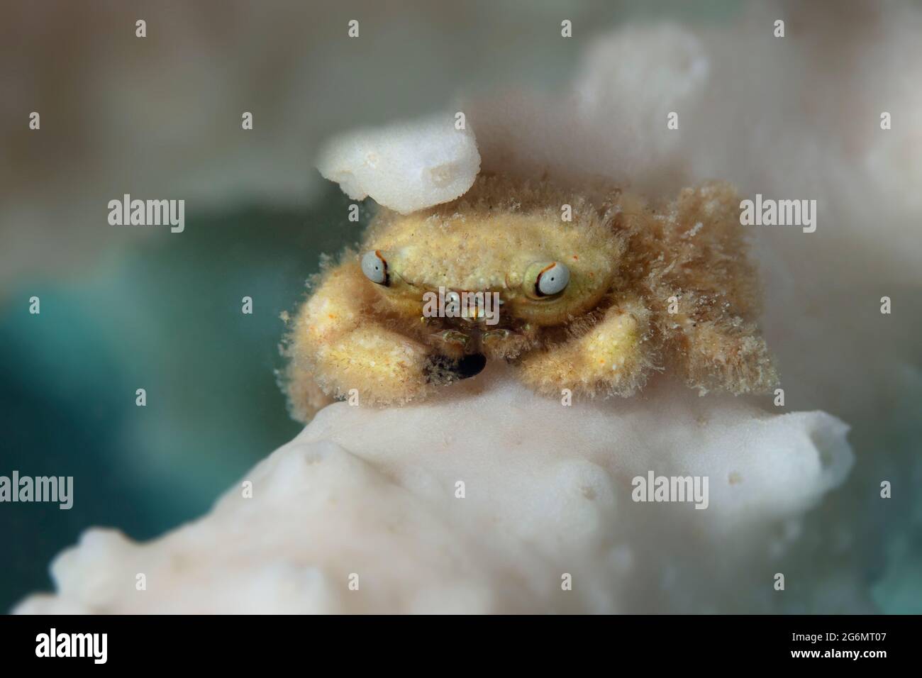 Tiny critter - Furry Coral crab (Cymo melanodactylus). Underwater world ...