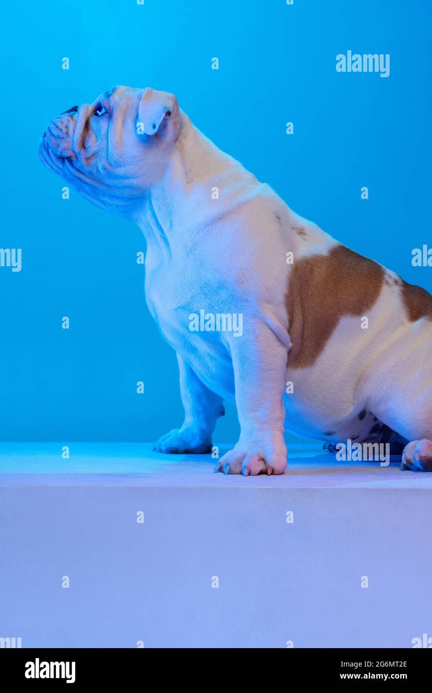 Side view of purebred dog, english bulldog posing isolated over studio background in neon blue light. Concept of motion, action, pets love, animal Stock Photo