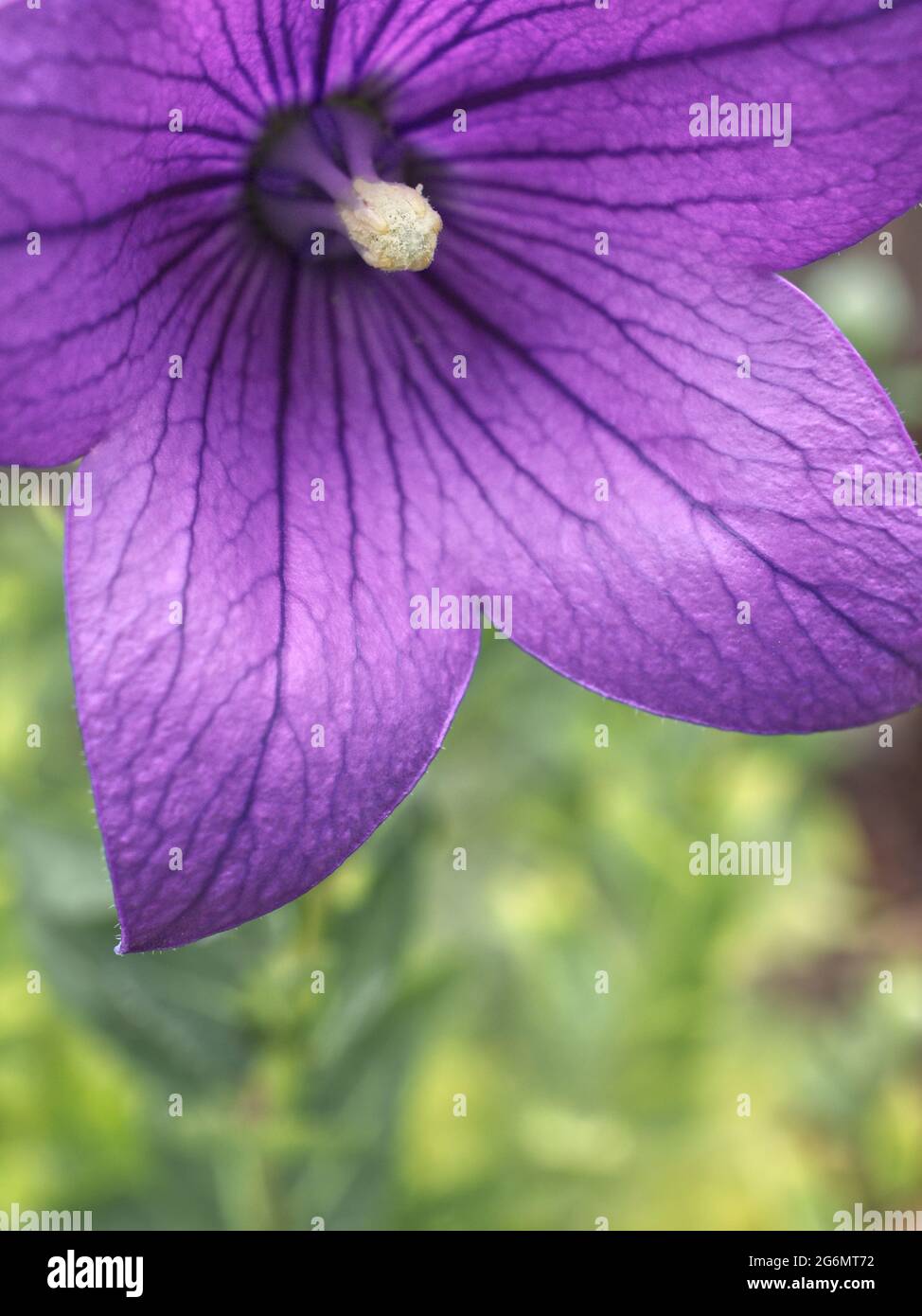 Close up of purple balloon flower - platycodon grandiflorus with blurry background. Stock Photo