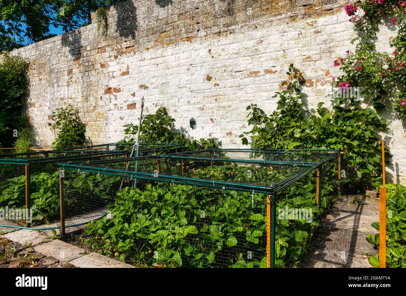 Strawberry plants growing in walled garden protected by netting in Summer sunshine with a watering system, Scotland, UK Stock Photo