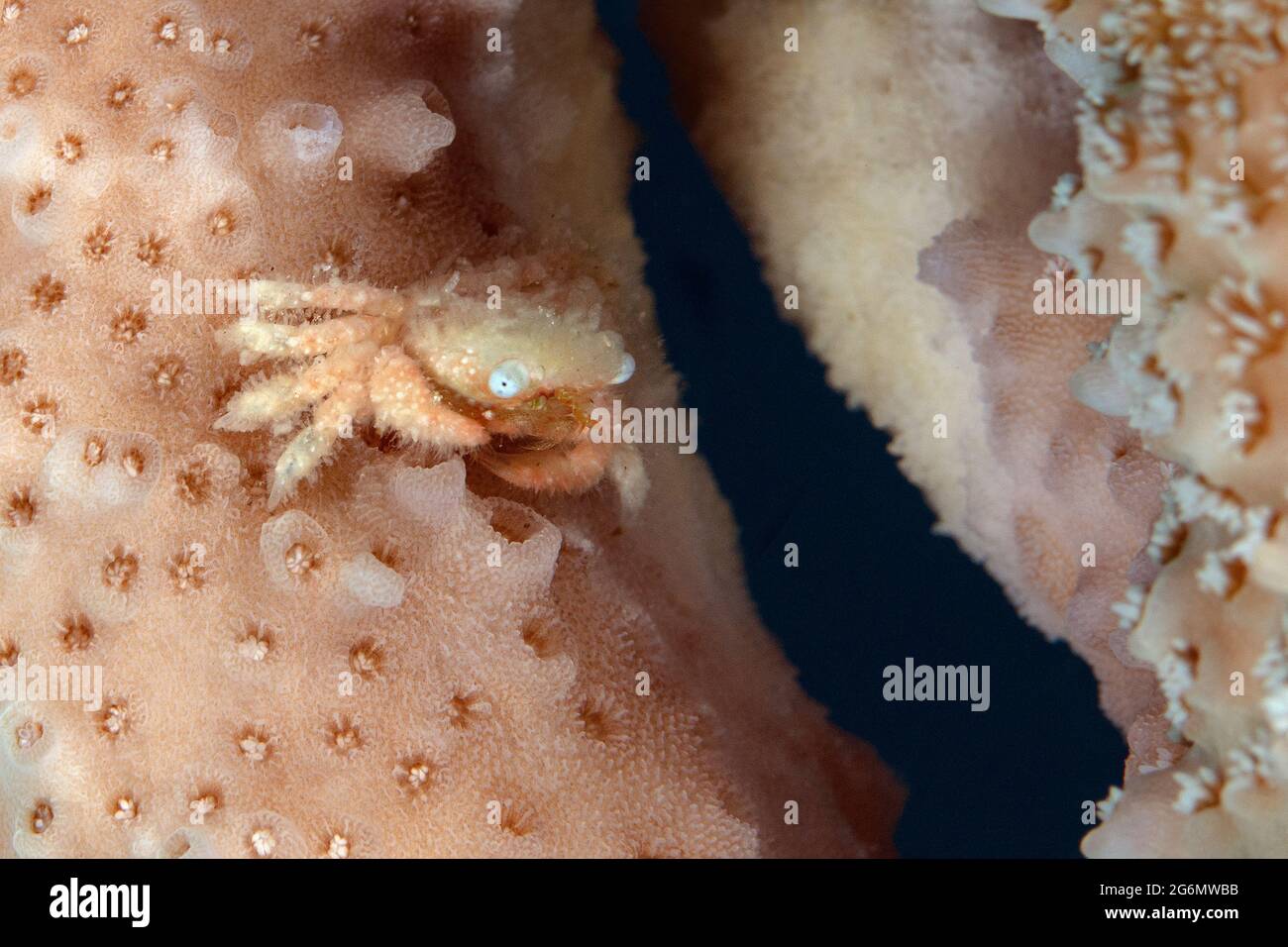 Tiny critter - Coral crab (Cymo sp.)  Underwater world of the coral reef near Makadi Bay, Hurghada, Egypt Stock Photo