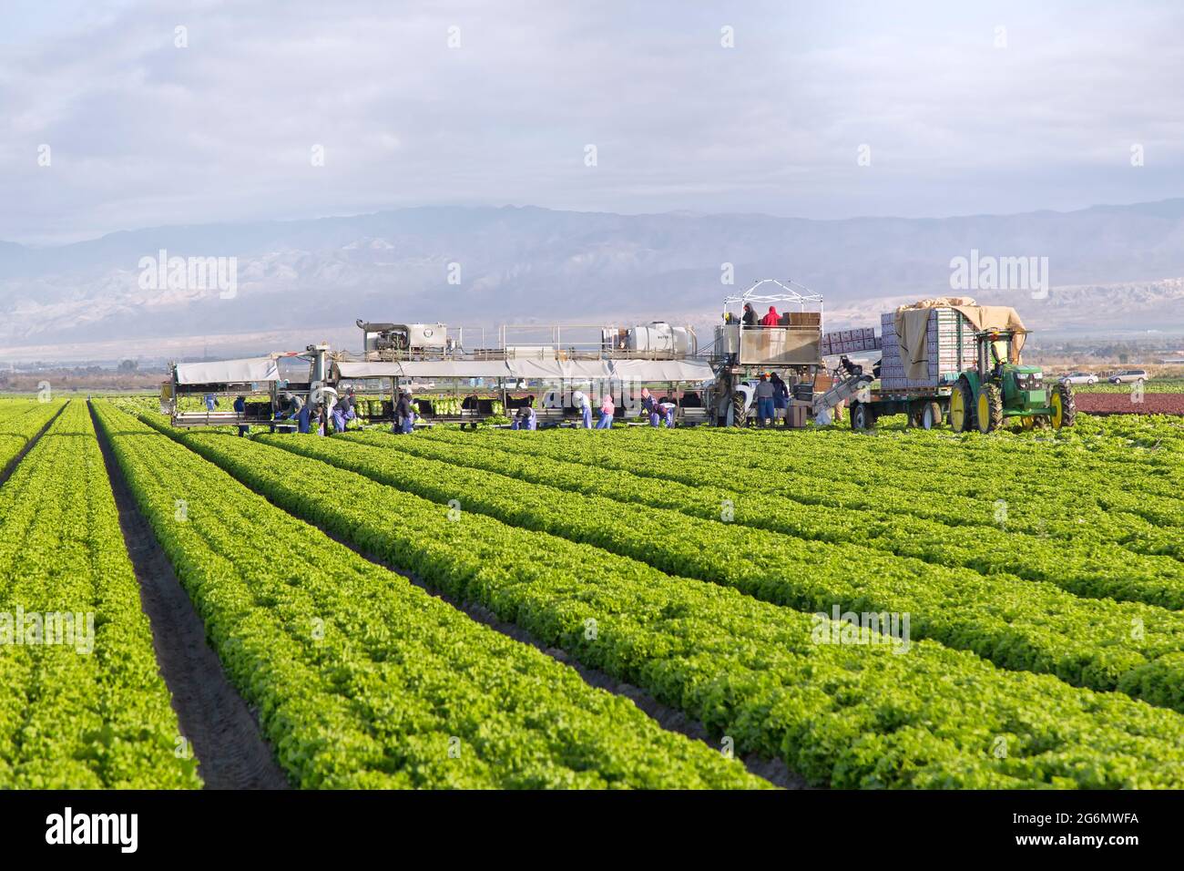 Rows of Organic Green Leaf Lettuce 'Lactuca sativa', hispanic field workers harvesting, wearing Covid-19 Virus mask. Stock Photo