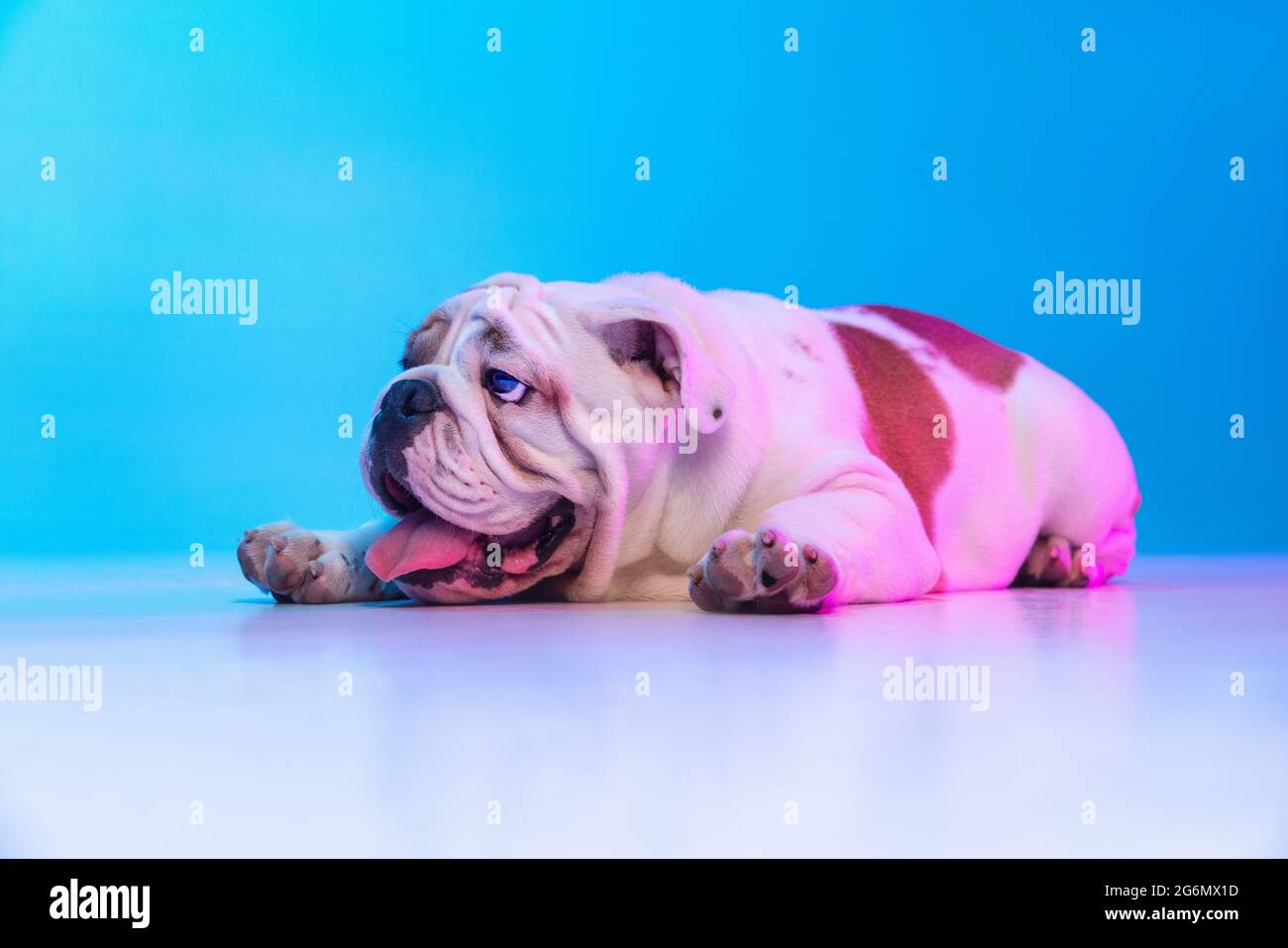 Portrait of purebred dog, english bulldog posing isolated over studio background in neon blue light. Concept of motion, action, pets love, animal life Stock Photo