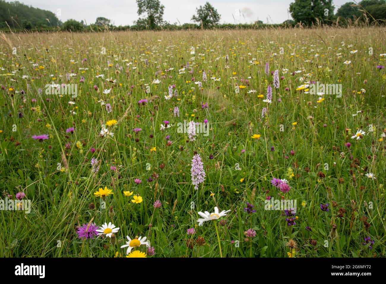 Clattinger Farm, Wiltshire, England.  A Special Area of Conservation and SSSI due to its wild flowers.  Owned by Wiltshire Wildlife Trust. Stock Photo
