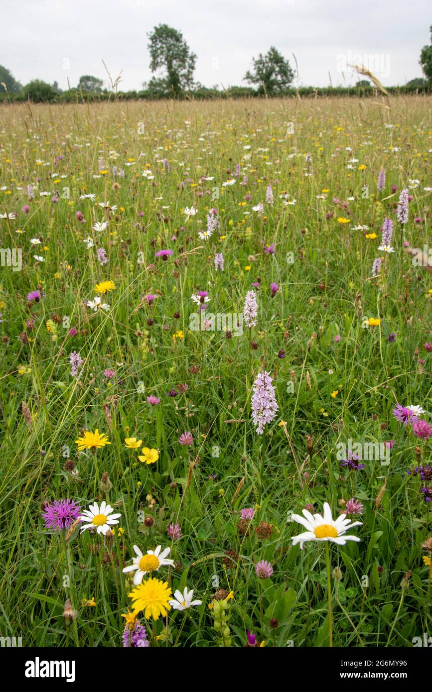 Clattinger Farm, Wiltshire, England.  A Special Area of Conservation and SSSI due to its wild flowers.  Owned by Wiltshire Wildlife Trust. Stock Photo