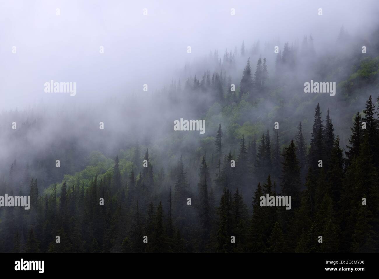 Foggy forest of the pine trees. Landscape with high mountains. The ...