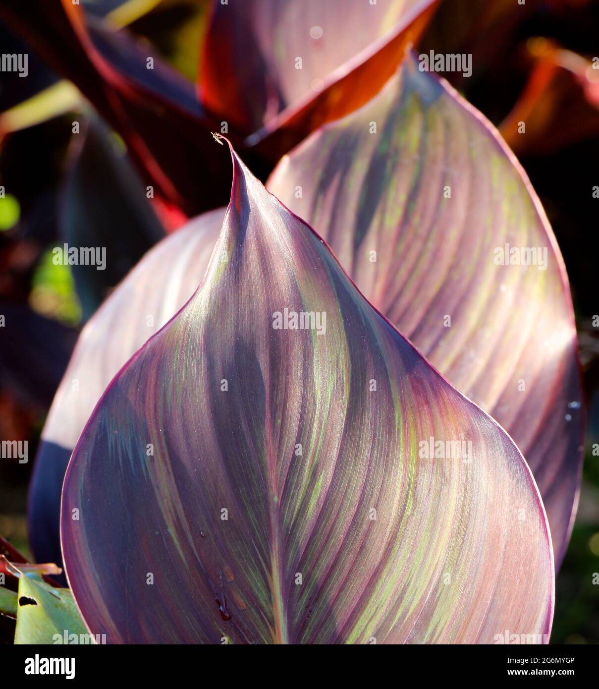 Canna indica Indian shot African arrowroot edible canna purple arrowroot sierra leone arrowroot large leaves in bright sun close up Stock Photo