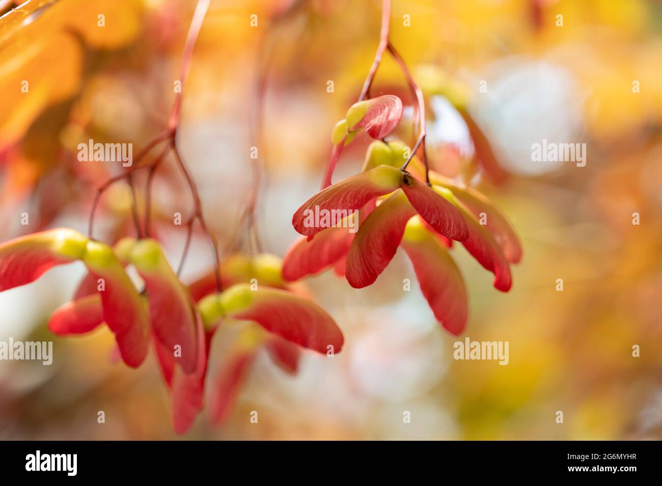 A close-up of maple seeds on the tree with selective focus Stock Photo