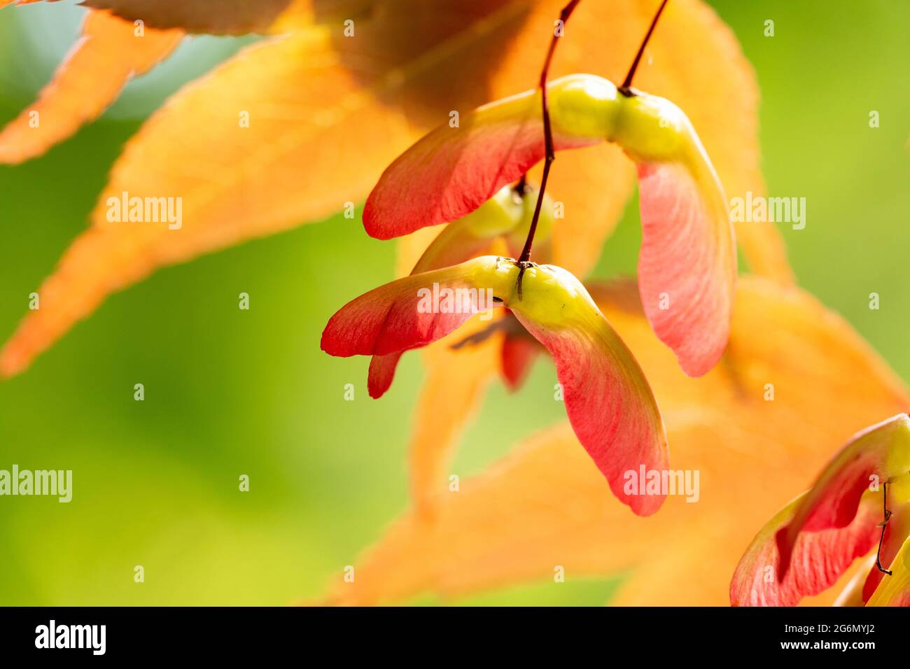 A close-up of maple seeds on the tree with selective focus Stock Photo