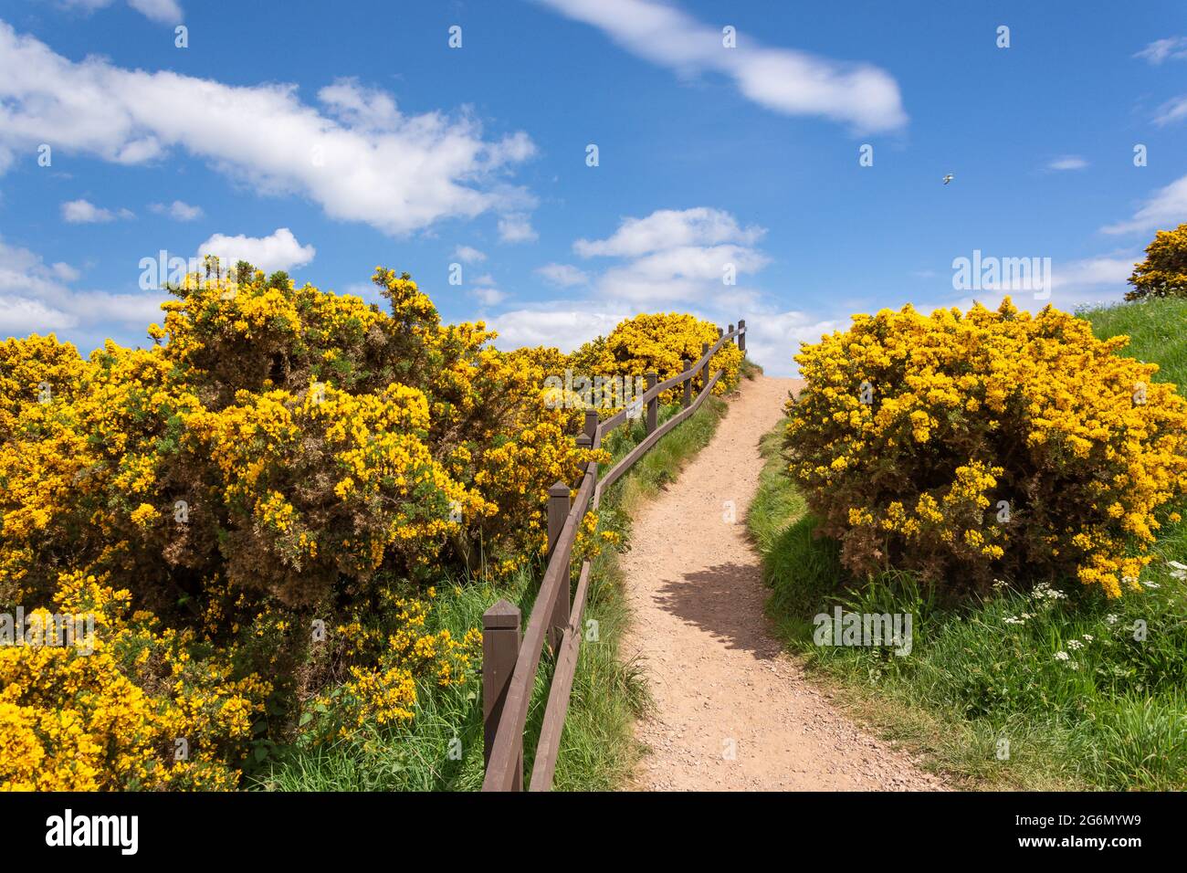 Gorse (Ulex) bushes lining path at Dunnottar Castle ruins, near Stonehaven, Aberdeenshire, Scotland, United Kingdom Stock Photo