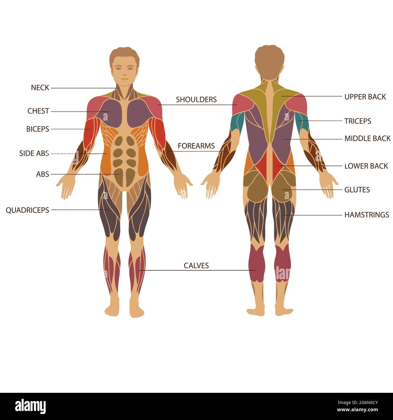 Biceps and triceps anatomy stock vector. Illustration of male