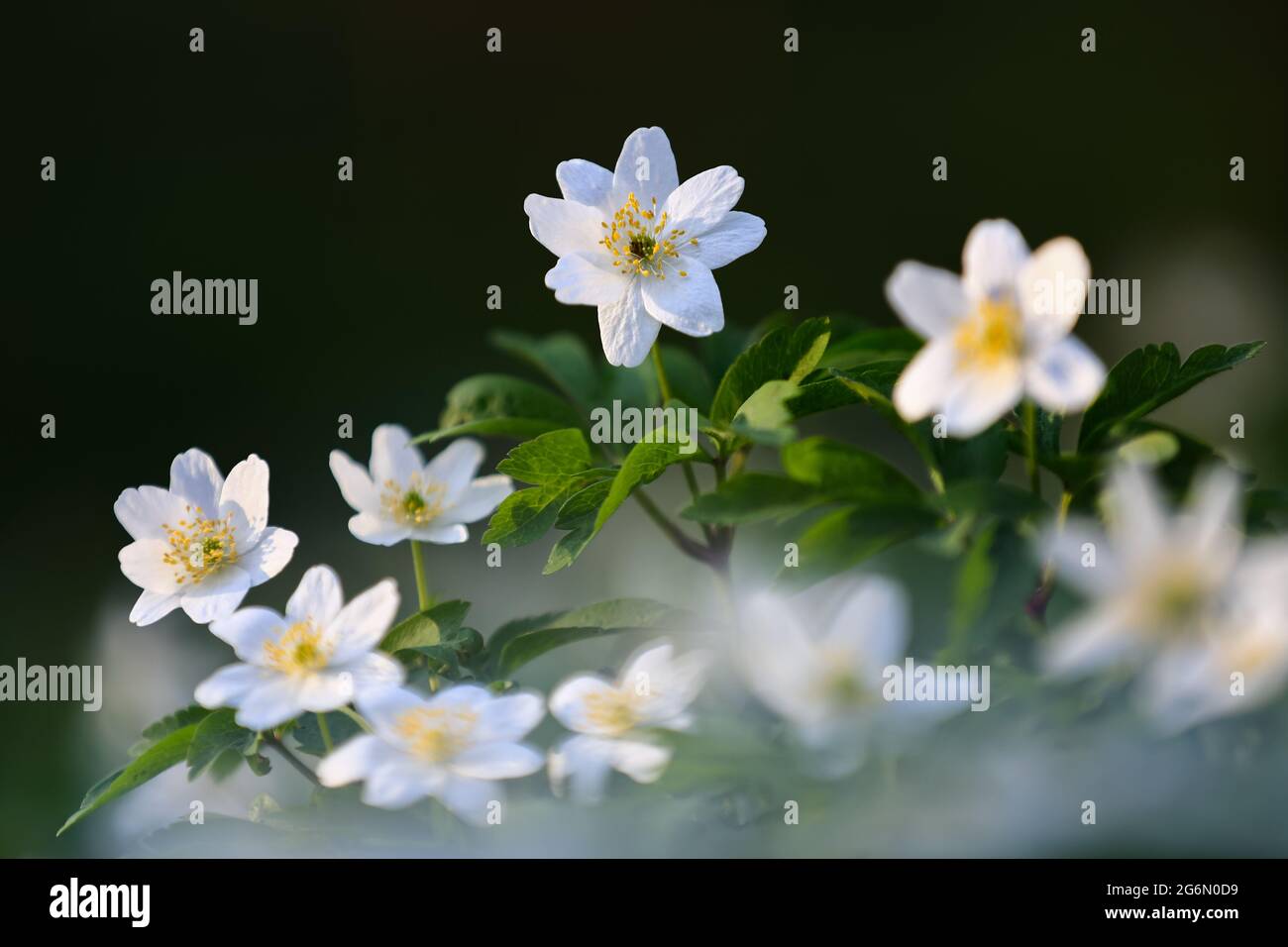 Early spring flower anemone nemorosa on the background of bokeh green grass. Majestic nature wallpaper with forest flowers. Floral springtime. Oak for Stock Photo