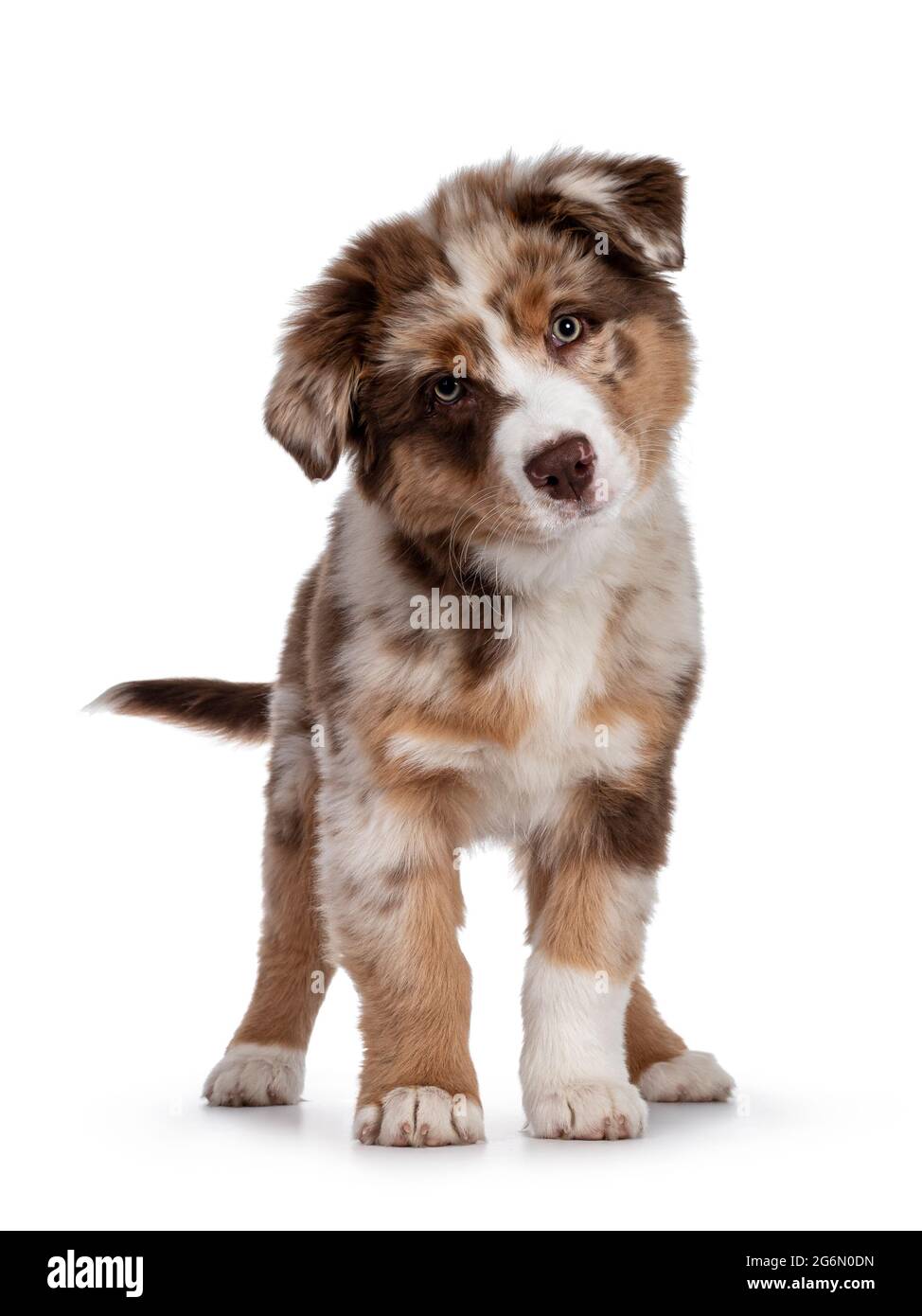 Aussie dog merle cheap
