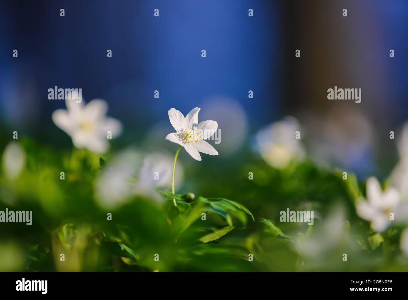 Early spring flower anemone nemorosa on the background of bokeh green grass. Majestic nature wallpaper with forest flowers. Floral springtime. Stock Photo