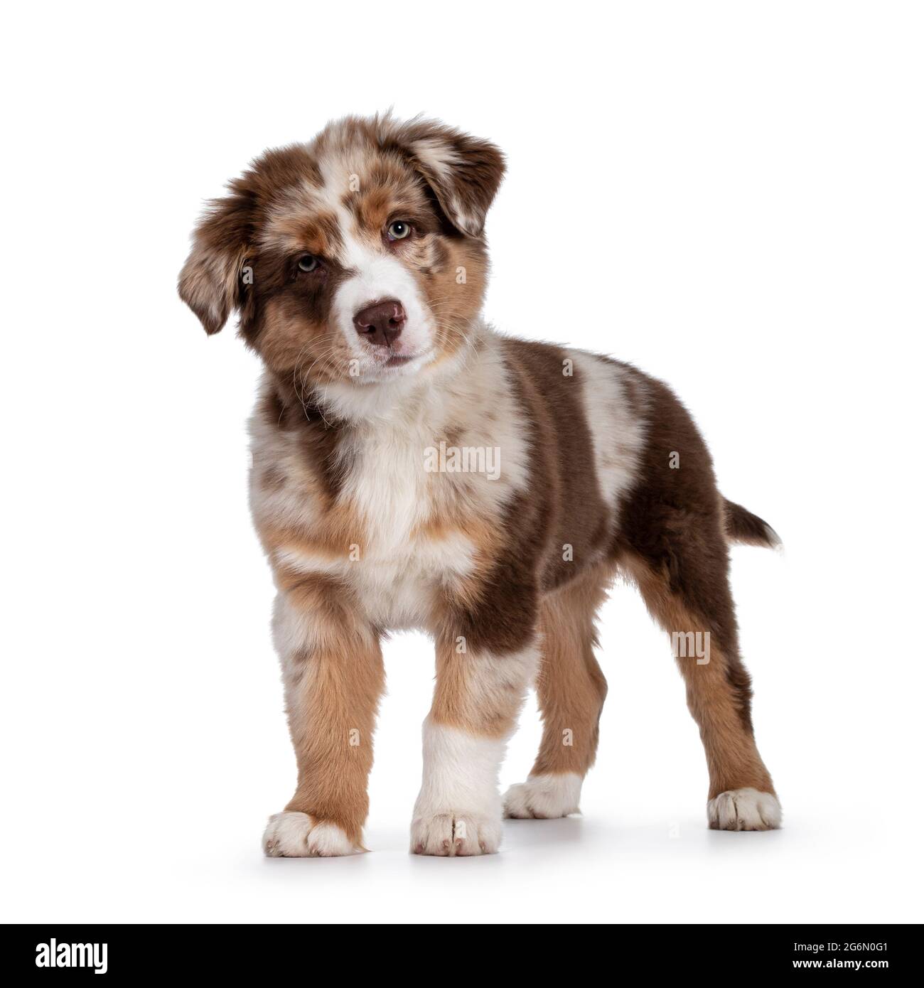 finansiel selvmord Fearless Cute red merle white with tan Australian Shepherd aka Aussie dog pup,  standing facing front. Looking towards camera with cute head tilt, mouth  closed Stock Photo - Alamy