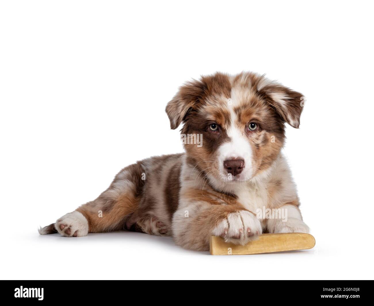 Red Merle White High Resolution Stock Photography and Images - Alamy