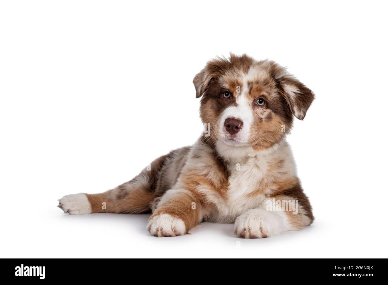 Gammel mand Æsel cylinder Cute red merle white with tan Australian Shepherd aka Aussie dog pup,  laying down side ways. Looking towards camera, mouth closed. Isolated on a  white Stock Photo - Alamy