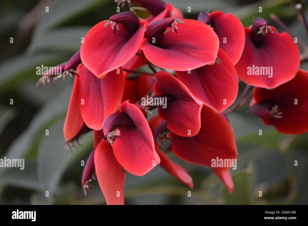 Beautiful red flowers hi-res stock photography and images - Alamy