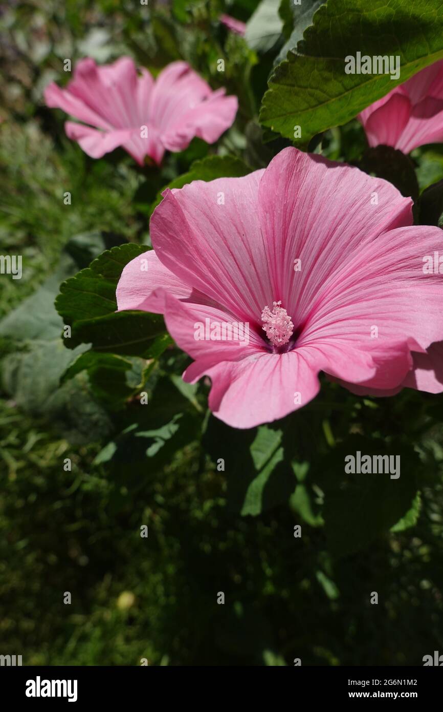 rose mallow Lavatera trimestris also known as tree mallow annual mallow