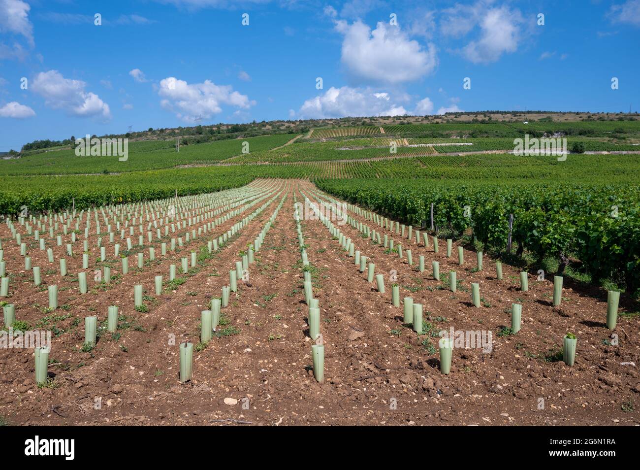 Green Rows Pinot Young pinot noir grape vine hi-res stock photography and images - Alamy