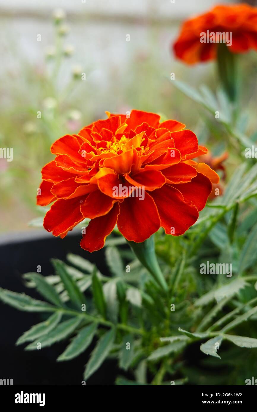 Orange Marigold flower in a California garden growing in a pot Stock Photo