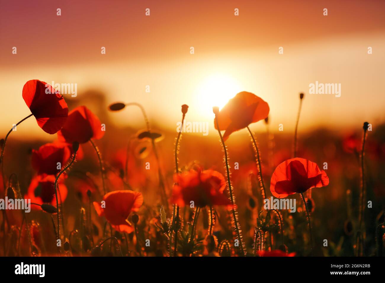 Beautiful field of red poppy. Majestic sunset lights up with the warm light the sky and the field of lush, big nice poppies. Wallpaper flowers. Amazin Stock Photo