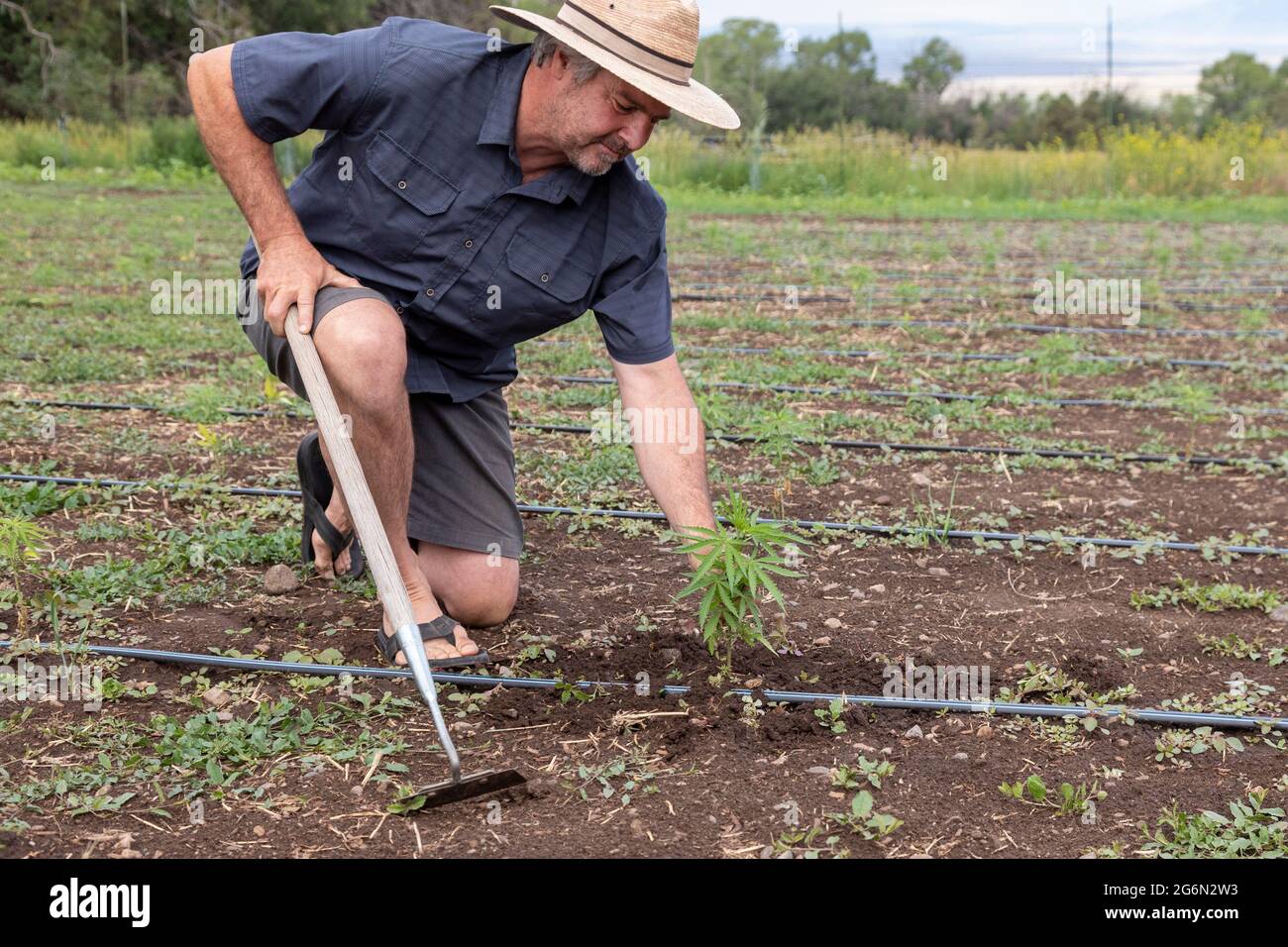 Questa, New Mexico - Michael Nezi tends young hemp plants on his Roots and Herbs Farm. Following New Mexico's legalization of marijuana in 2021, Stock Photo