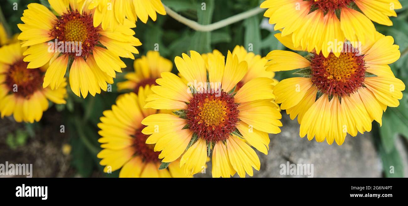Great blanket flower gaillardia hi res stock photography and images Alamy