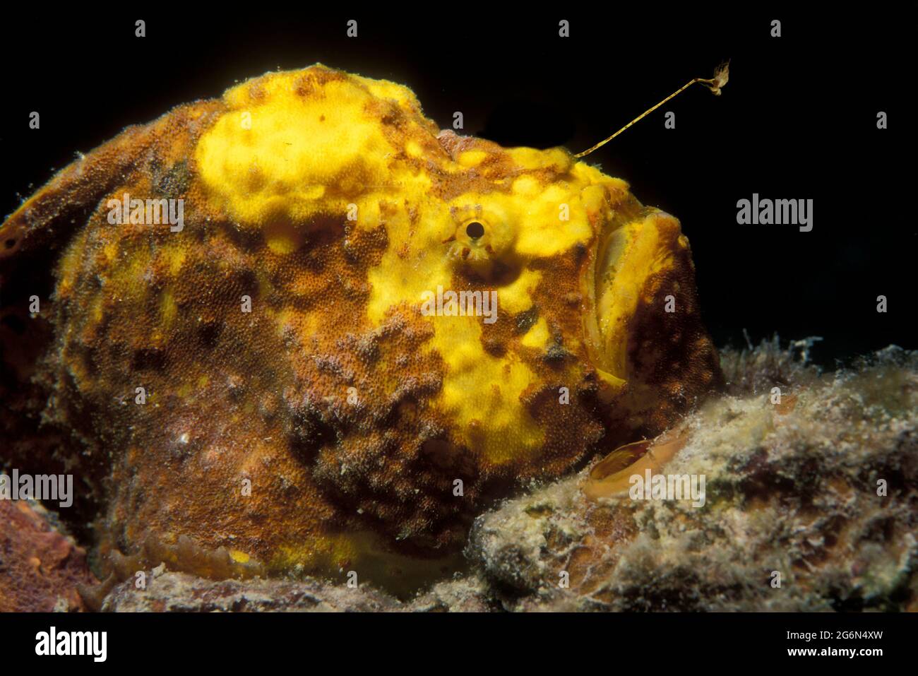 Longlure Frogfish, Antennarius multiocellatus, with lure underwater in Curacao Stock Photo