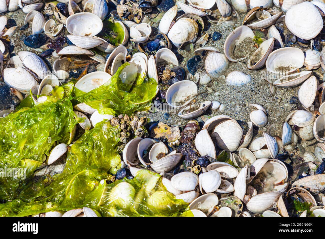 Abstract image of open clam shells exposed at low tide on a Vancouver Island beach in Canada Stock Photo