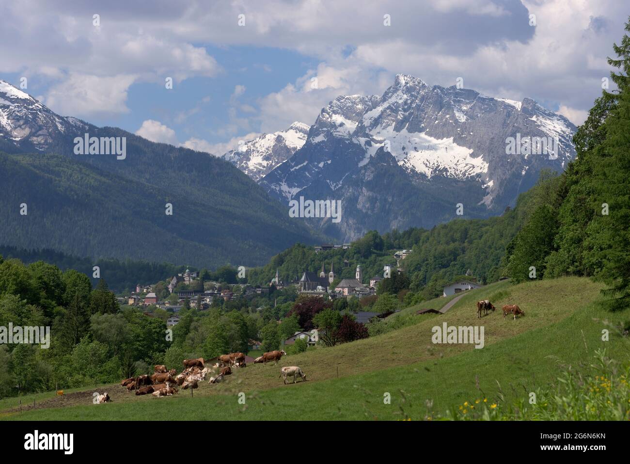 View of feeding cows, Berchtesgaden town and Hochkalter mountain, Berchtesgaden, Bavaria, Germany Stock Photo