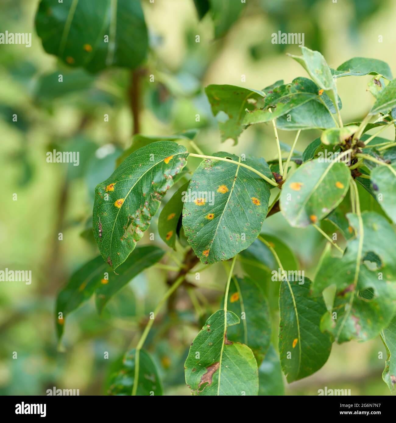 the fungal disease pear rust transmitted by the fungus Gymnosporangium sabinae on a pear tree in the garden in summer Stock Photo