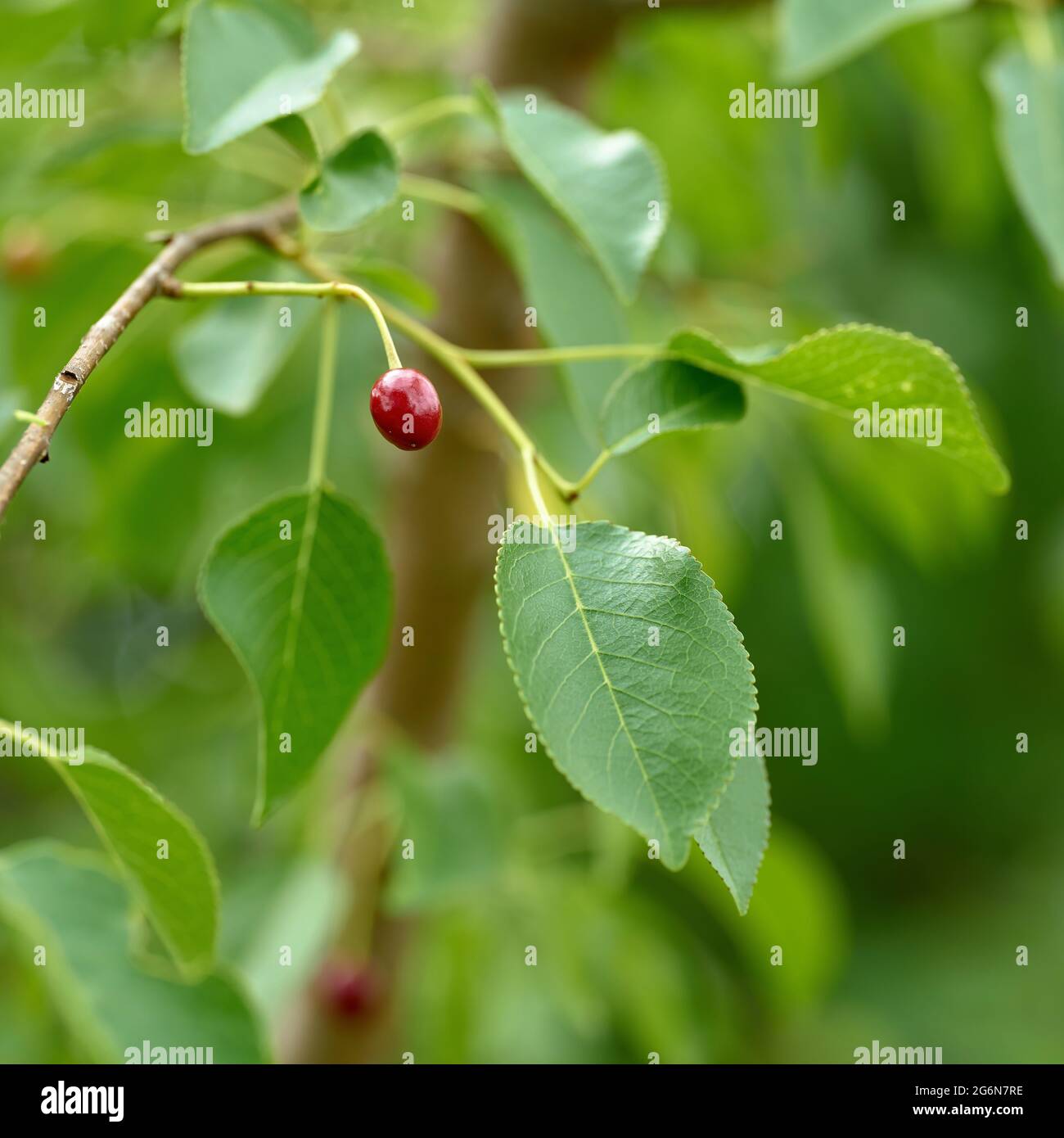 unripe fruit of a mahaleb cherry (Prunus mahaleb) at the edge of the forest in summer Stock Photo