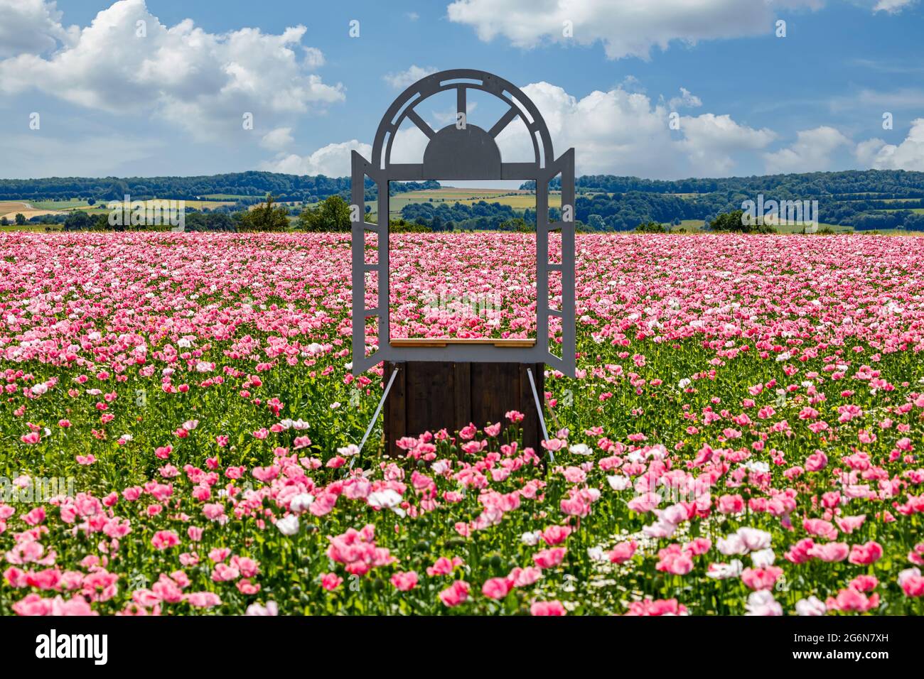 Opium Poppy Field High Resolution Stock Photography and Images - Alamy