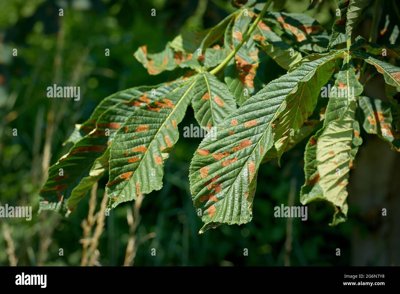 Leaves of a horse chestnut damaged by the leaf miner (Cameraria ohridella) in a park in Germany in summer Stock Photo