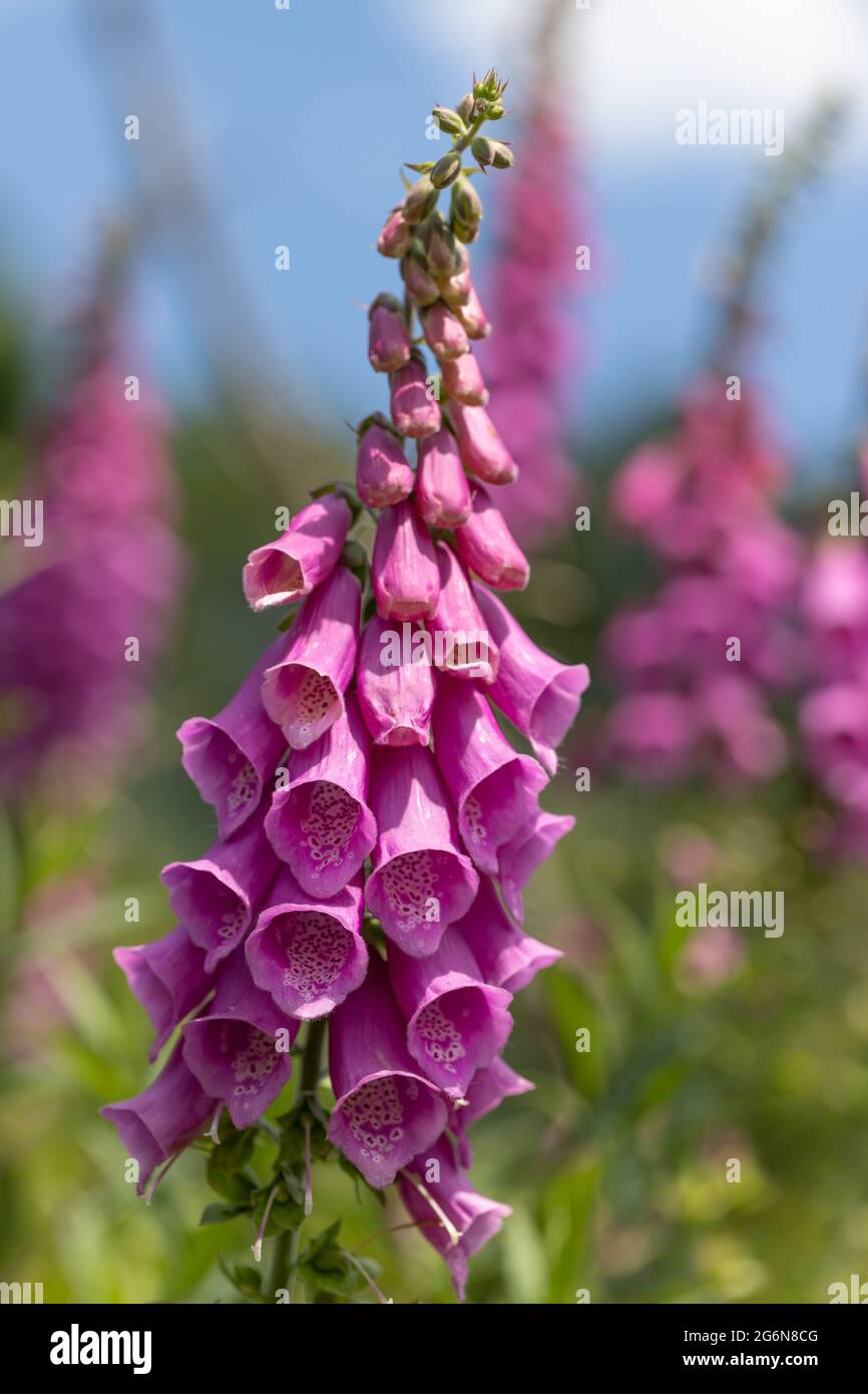 closeup of a toxic flower in a forest called digitalis purpurea (roter Fingerhut) Stock Photo