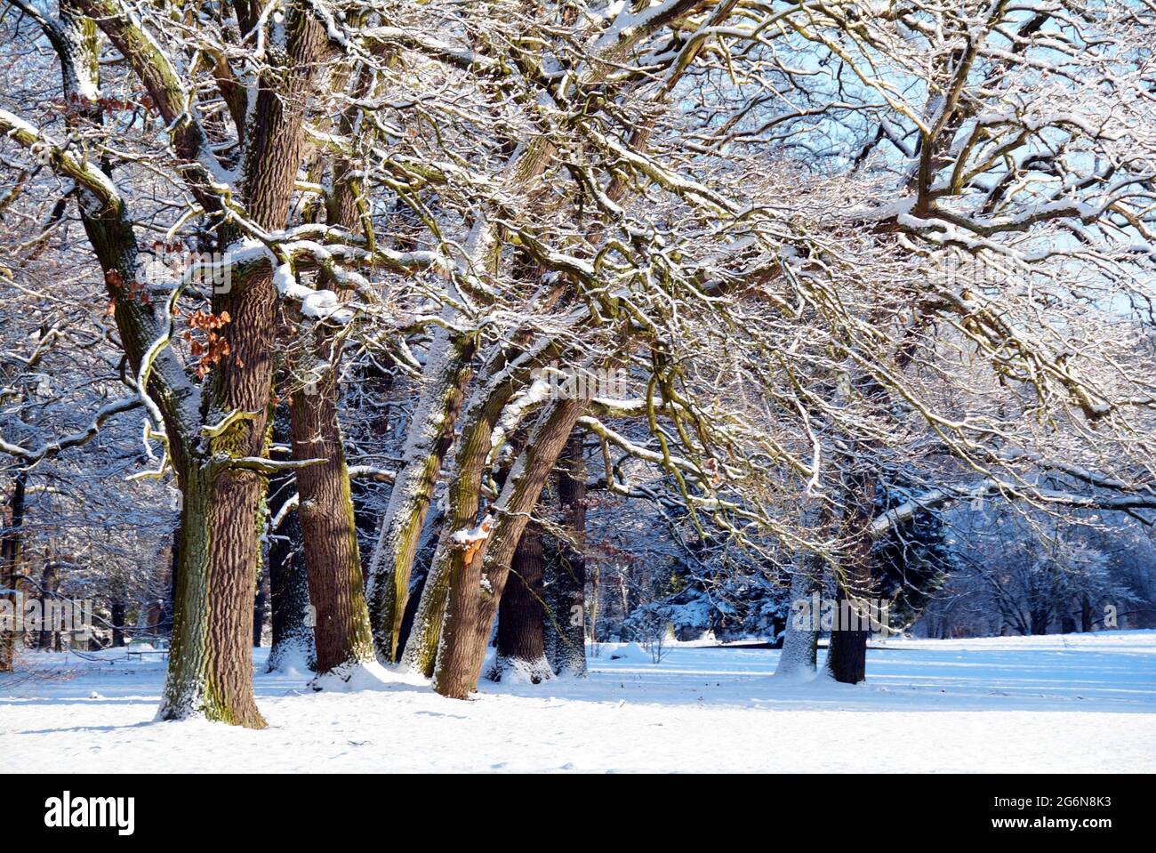 Snow covered landscape in the Sanssouci Park, Potsdam Stock Photo