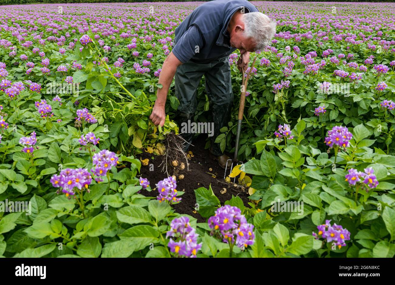 Luffness Mains farm manager Geert Knottenbelt checks Maris peer new potato yield in Summer crop field, East Lothian, Scotland, UK Stock Photo