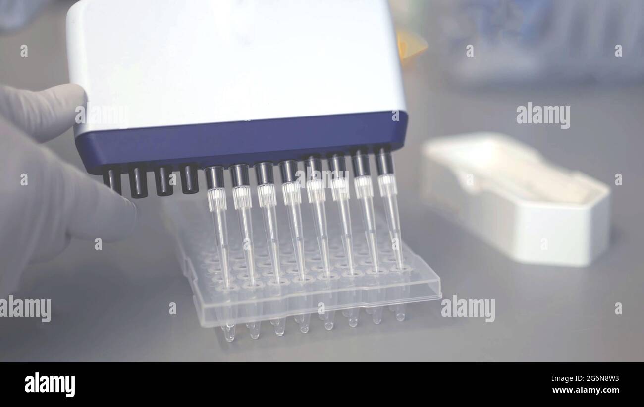 12 channel standard PCR Multichannel pipette with 8 channels pipettes depositing samples into a 96 well microplate or ninety six microtiter plate clos Stock Photo